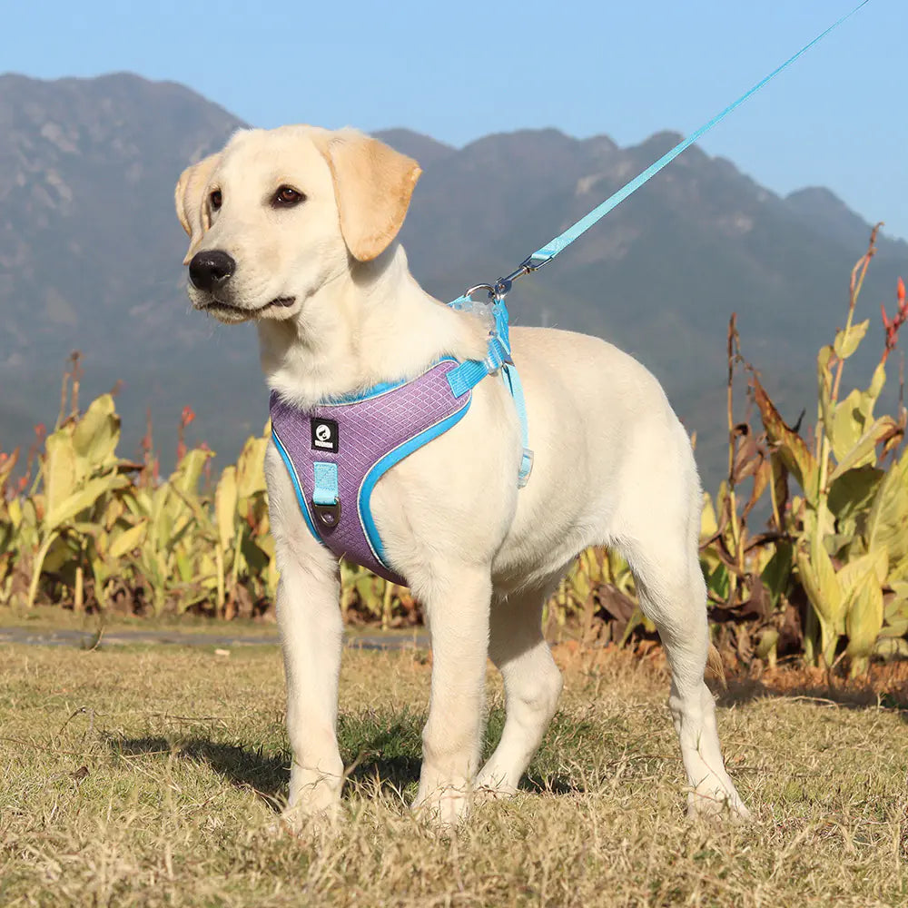 Adjustable Breathable Dog Harness with Leash – No-Pull, No-Choke, Secure Fit